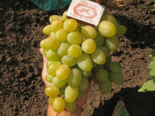 Официальная тор ссылка кракен сайта